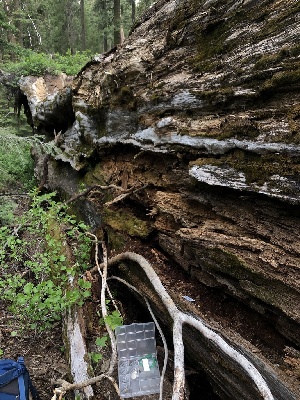  ( - HAY-F-005062)  @11 [ ] by-nc (2023) Dean Lyons Fungal Diversity Survey
