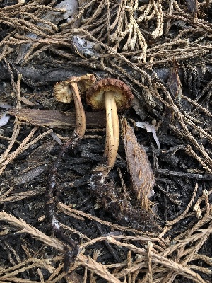  ( - HAY-F-005060)  @11 [ ] by-nc (2023) Dean Lyons Fungal Diversity Survey