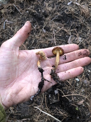  ( - HAY-F-005060)  @11 [ ] by-nc (2023) Dean Lyons Fungal Diversity Survey