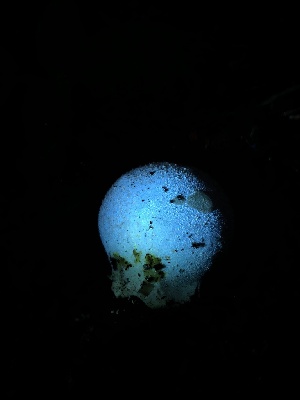  ( - HAY-F-005058)  @11 [ ] by-nc (2023) Dean Lyons Fungal Diversity Survey