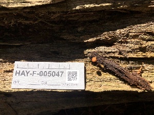  ( - HAY-F-005047)  @11 [ ] by-nc (2023) Dean Lyons Fungal Diversity Survey
