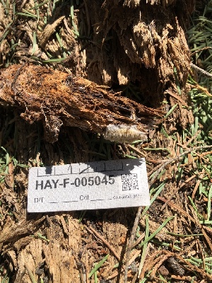  ( - HAY-F-005045)  @11 [ ] by-nc (2023) Dean Lyons Fungal Diversity Survey