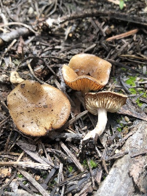  ( - HAY-F-005086)  @11 [ ] by-nc (2023) Dean Lyons Fungal Diversity Survey