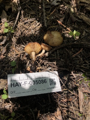  ( - HAY-F-005086)  @11 [ ] by-nc (2023) Dean Lyons Fungal Diversity Survey