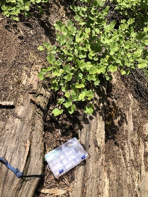  ( - HAY-F-005086)  @11 [ ] by-nc (2023) Dean Lyons Fungal Diversity Survey