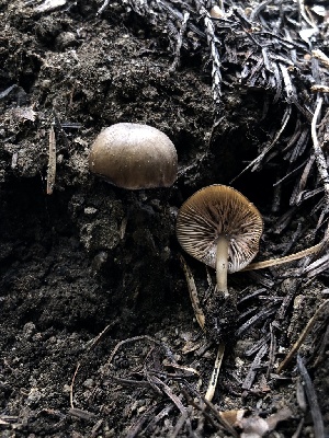  ( - HAY-F-005085)  @11 [ ] by-nc (2023) Dean Lyons Fungal Diversity Survey