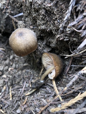  ( - HAY-F-005085)  @11 [ ] by-nc (2023) Dean Lyons Fungal Diversity Survey