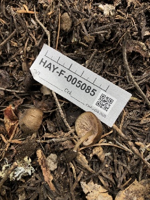  ( - HAY-F-005085)  @11 [ ] by-nc (2023) Dean Lyons Fungal Diversity Survey