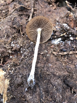  ( - HAY-F-005069)  @11 [ ] by-nc (2023) Dean Lyons Fungal Diversity Survey