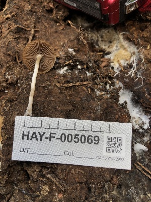  ( - HAY-F-005069)  @11 [ ] by-nc (2023) Dean Lyons Fungal Diversity Survey