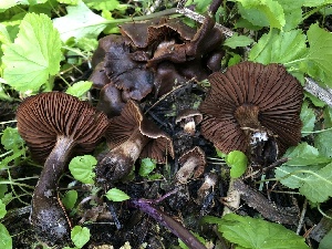  ( - HAY-F-005083)  @11 [ ] by-nc (2023) Dean Lyons Fungal Diversity Survey