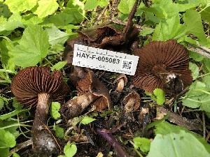  ( - HAY-F-005083)  @11 [ ] by-nc (2023) Dean Lyons Fungal Diversity Survey