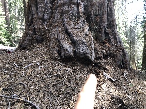  ( - HAY-F-005071)  @11 [ ] by-nc (2023) Dean Lyons Fungal Diversity Survey