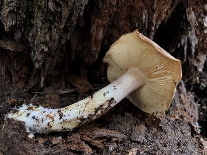  (Rhodocollybia sp. maculata-AK01 - HAY-F-005071)  @11 [ ] by-nc (2023) Dean Lyons Fungal Diversity Survey