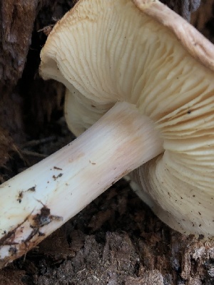  ( - HAY-F-005071)  @11 [ ] by-nc (2023) Dean Lyons Fungal Diversity Survey