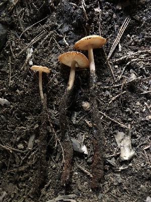  (Caulorhiza - HAY-F-005081)  @11 [ ] by-nc (2023) Dean Lyons Fungal Diversity Survey