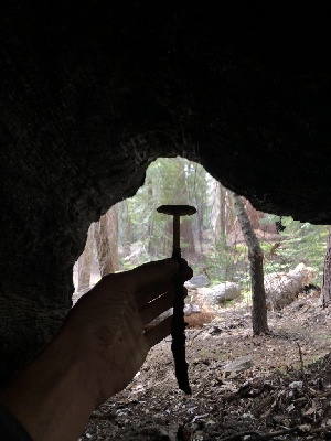  ( - HAY-F-005081)  @11 [ ] by-nc (2023) Dean Lyons Fungal Diversity Survey