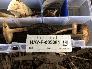  ( - HAY-F-005081)  @11 [ ] by-nc (2023) Dean Lyons Fungal Diversity Survey