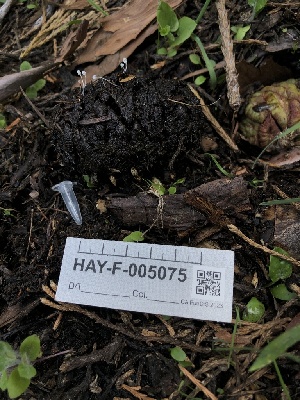  ( - HAY-F-005075)  @11 [ ] by-nc (2023) Dean Lyons Fungal Diversity Survey