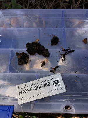 ( - HAY-F-005080)  @11 [ ] by-nc (2023) Dean Lyons Fungal Diversity Survey