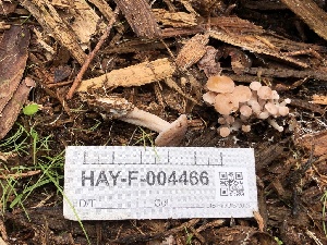  ( - HAY-F-004466)  @11 [ ] by-nc (2023) Dean Lyons Fungal Diversity Survey