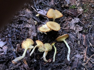  ( - HAY-F-006167)  @11 [ ] by-nc (2023) Dean Lyons Fungal Diversity Survey
