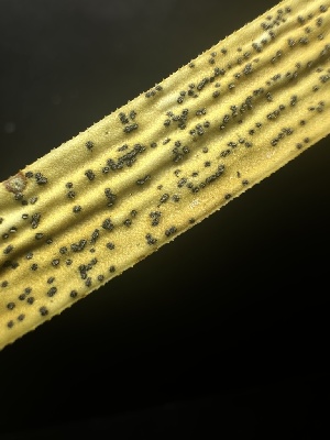  (Planistromellaceae - HAY-F-005571)  @11 [ ] c (2023) Rudy Diaz Fungal Diversity Survey