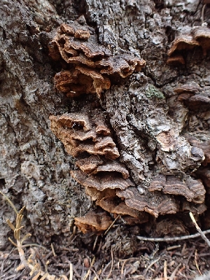  (Porodaedalea cancriformans - HAY-F-003639)  @11 [ ] by-nc (2023) Sadie Hickey Fungal Diversity Survey