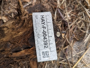  ( - HAY-F-004392)  @11 [ ] by-nc (2023) Stu Pickell Fungal Diversity Survey