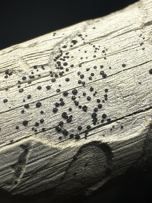  (Pseudofusicoccum - HAY-F-005573)  @11 [ ] c (2023) Rudy Diaz Fungal Diversity Survey
