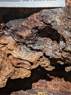  ( - HAY-F-004426)  @11 [ ] by-nc (2023) Stu Pickell Fungal Diversity Survey