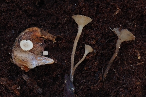  ( - HAY-F-004948)  @11 [ ] by-nc (2023) Warren Cardimona Fungal Diversity Survey