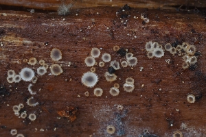  ( - HAY-F-004931)  @11 [ ] by-nc (2023) Warren Cardimona Fungal Diversity Survey