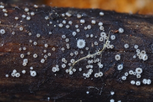  ( - HAY-F-004959)  @11 [ ] by-nc (2023) Warren Cardimona Fungal Diversity Survey