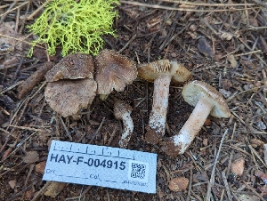  ( - HAY-F-004915)  @11 [ ] by-nc (2023) Warren Cardimona Fungal Diversity Survey