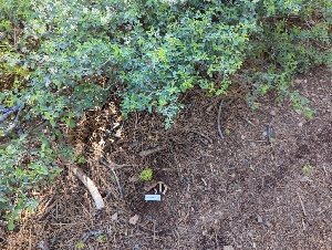  ( - HAY-F-004915)  @11 [ ] by-nc (2023) Warren Cardimona Fungal Diversity Survey