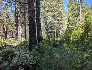  ( - HAY-F-004914)  @11 [ ] by-nc (2023) Warren Cardimona Fungal Diversity Survey