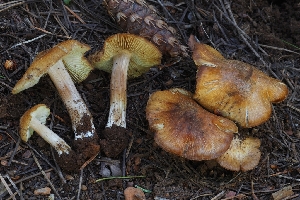  (Pseudosperma sp. CA03 - HAY-F-004913)  @11 [ ] by-nc (2023) Warren Cardimona Fungal Diversity Survey