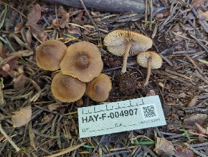  ( - HAY-F-004907)  @11 [ ] by-nc (2023) Warren Cardimona Fungal Diversity Survey