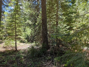  ( - HAY-F-004907)  @11 [ ] by-nc (2023) Warren Cardimona Fungal Diversity Survey