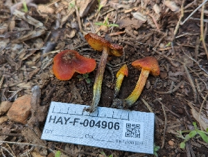  ( - HAY-F-004906)  @11 [ ] by-nc (2023) Warren Cardimona Fungal Diversity Survey