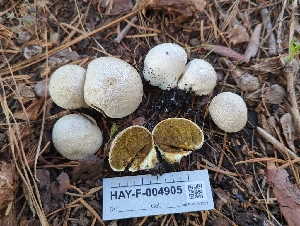  ( - HAY-F-004905)  @11 [ ] by-nc (2023) Warren Cardimona Fungal Diversity Survey