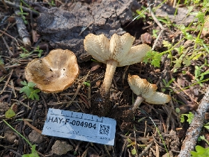  ( - HAY-F-004904)  @11 [ ] by-nc (2023) Warren Cardimona Fungal Diversity Survey