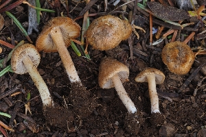  ( - HAY-F-004903)  @11 [ ] by-nc (2023) Warren Cardimona Fungal Diversity Survey