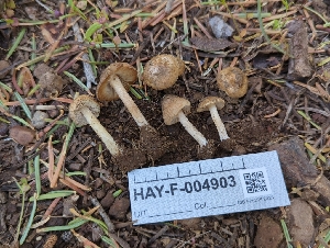  ( - HAY-F-004903)  @11 [ ] by-nc (2023) Warren Cardimona Fungal Diversity Survey