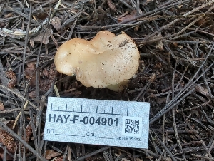  ( - HAY-F-004901)  @11 [ ] by-nc (2023) Warren Cardimona Fungal Diversity Survey
