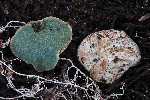  (Phallogastraceae - HAY-F-004900)  @11 [ ] by-nc (2023) Warren Cardimona Fungal Diversity Survey