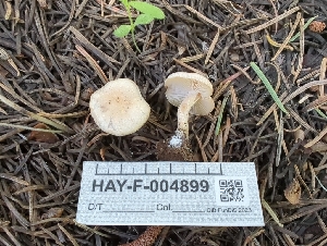  ( - HAY-F-004899)  @11 [ ] by-nc (2023) Warren Cardimona Fungal Diversity Survey