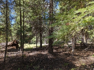  ( - HAY-F-004899)  @11 [ ] by-nc (2023) Warren Cardimona Fungal Diversity Survey