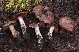  (Cortinarius sp. iunii-CA01 - HAY-F-004897)  @11 [ ] by-nc (2023) Warren Cardimona Fungal Diversity Survey